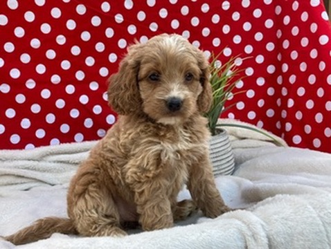 iCute Puppies - Thumbnail