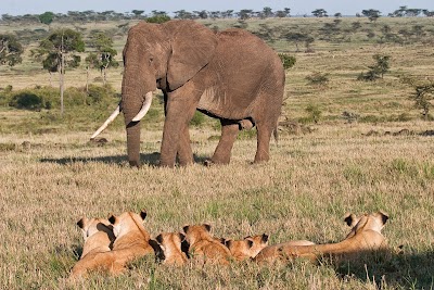 Photos of Safe Ride Tours & Safaris Ltd.
