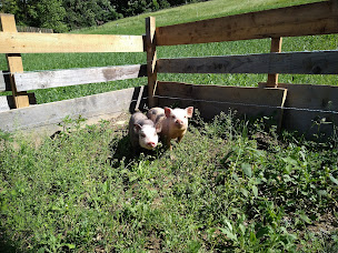 Photo n°10 de Ferme Pédagogique - L'atelier Des P'tits Fermiers (4 à 12ans) à Le Grand-Bornand (Ferme)