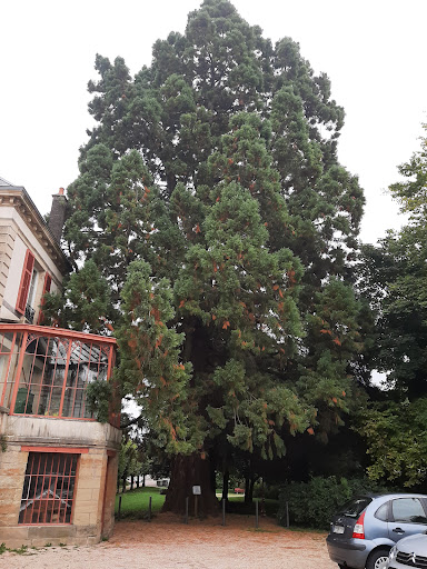 Sequoa