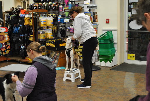 K9 College Dog Training, LLC - Thumbnail