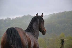 Photo n°8 de Ferme équestre des Ribieres à Saint-Genest-sur-Roselle (Centre de randonnée équestre)