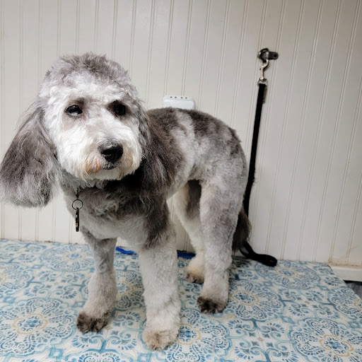Hairloom Mobile Pet Spa - Thumbnail