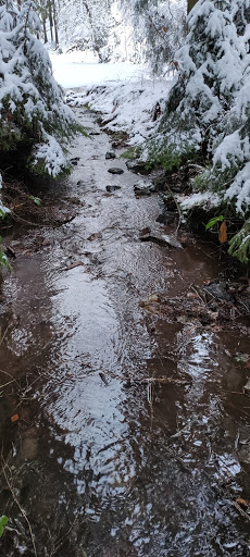 Waldteich - Visual
