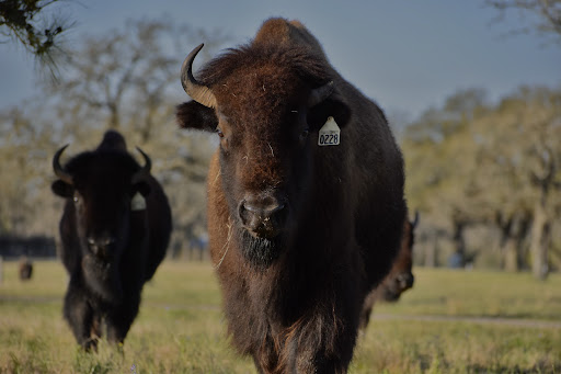 Frebo Ranches - Visual