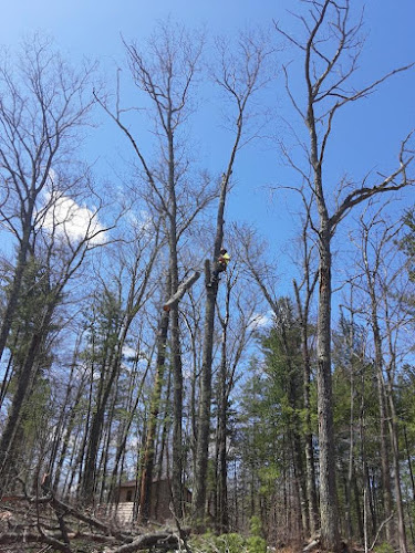 St.Vincent Tree Service