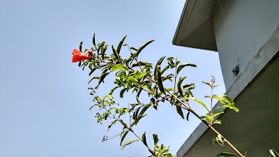 Photos of Rooftop garden