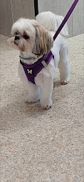 Photo n°2 de Esthéti'Chien à Saint-Hilaire-du-Harcouët (Toiletteur)