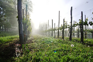 Photo n°3 de Cru Lamouroux à Jurançon (Cave à vins)
