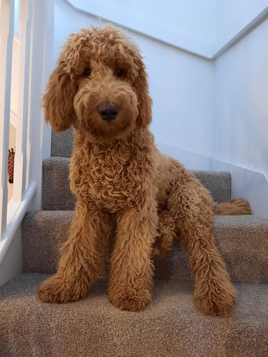 Grovehurst Pet Shop Gallery - United Kingdom