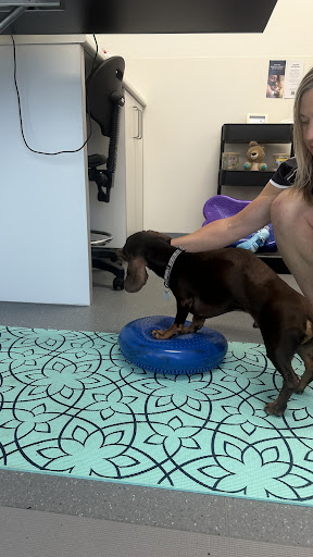 Optima Animal Physio - Thumbnail