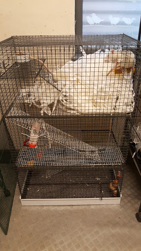Chicos Pet Supplies - Thumbnail