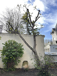 Photo n°31 de Bonsai paysage à Maisons-Laffitte (Paysagiste)