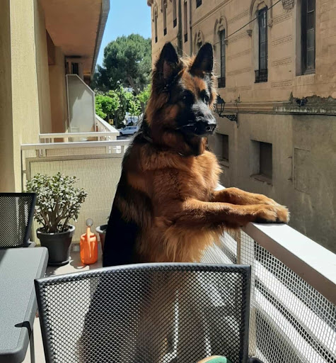Hotel para perros Borgescan