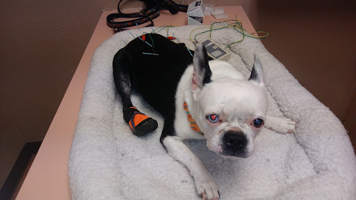 Dimmitt Veterinary Clinic - Thumbnail