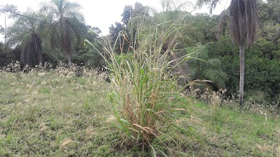 Photos of Ranas Porongo