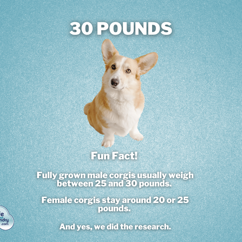 Self-service laundry at Life Without Laundry, Boston, MA