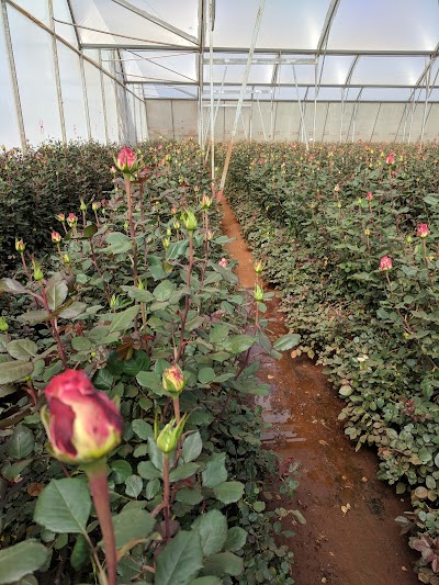 Photos of Kisima Farm Ltd Flouriculture