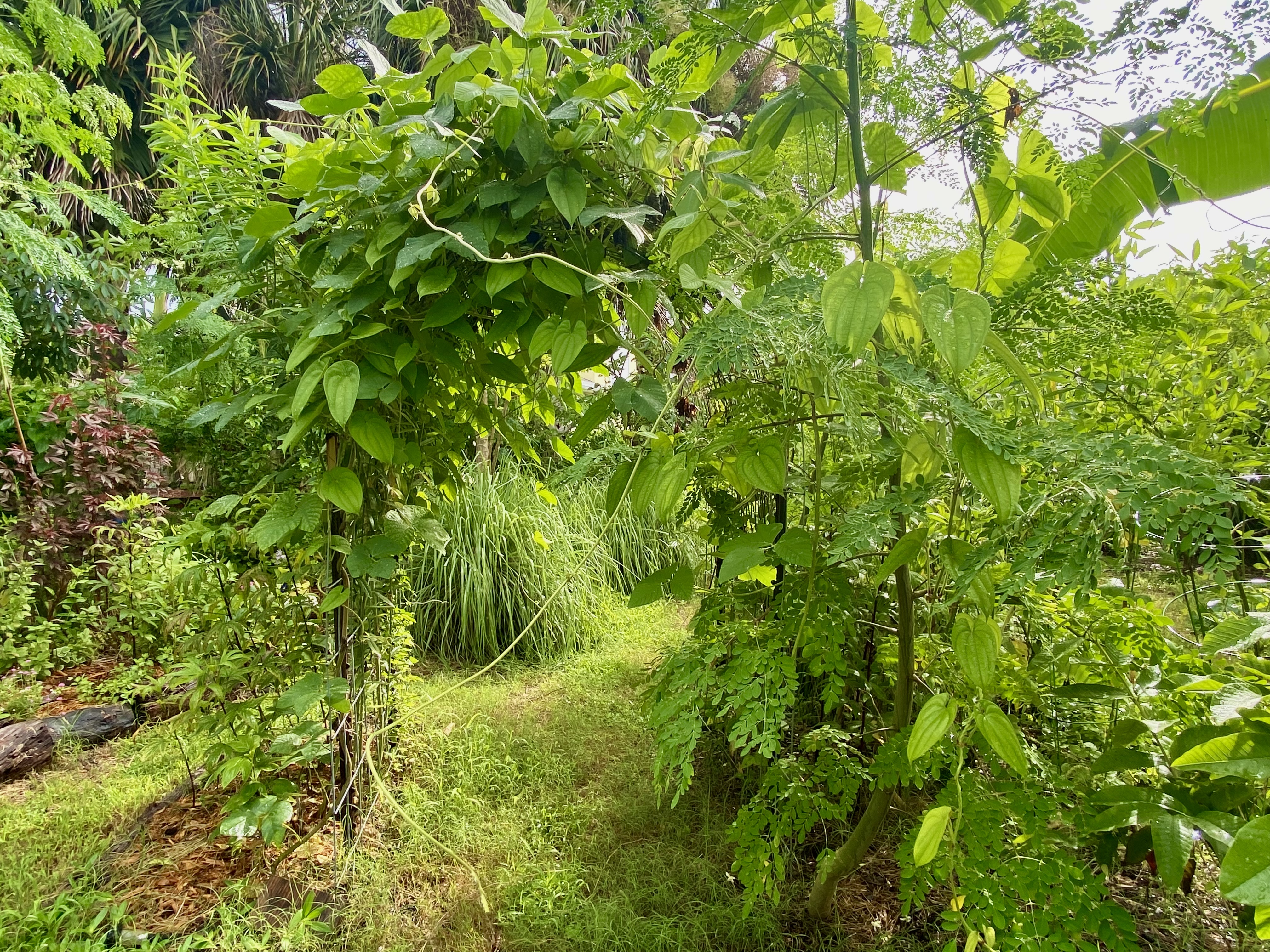 Banana River Yard