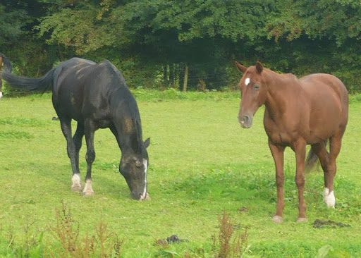 Horse ride - Thumbnail