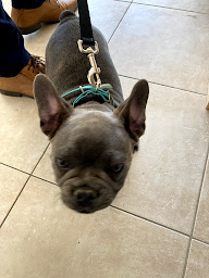 Photo n°29 de Cabinet Vétérinaire Dr Fabrice Castanet à Saint-Antoine-de-Breuilh (Vétérinaire)