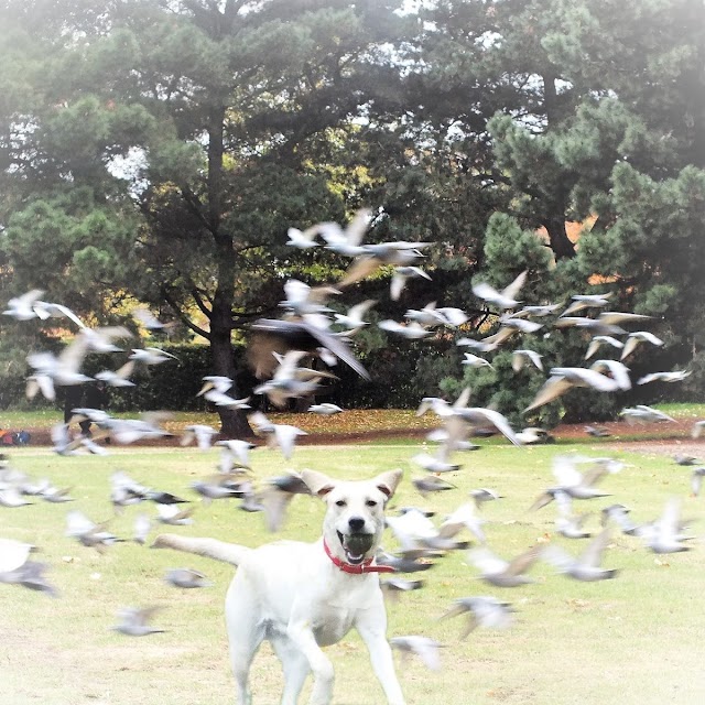 Regent's Park
