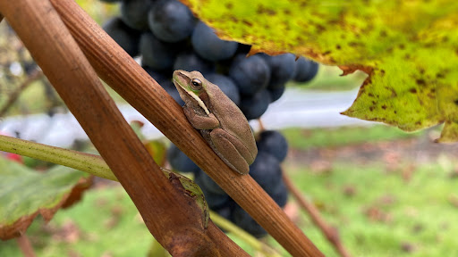 Rock Frog Grange - Thumbnail