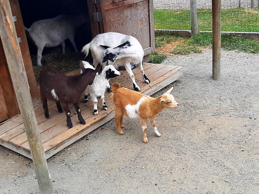 Hamilton Hobby Farm - Thumbnail