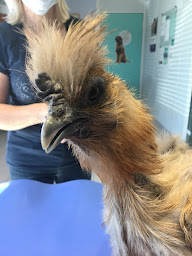 Photo n°21 de Clinique vétérinaire Univet La Barrière Montauroux à Montauroux (Vétérinaire)