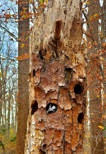 Forked Creek Trail - Thumbnail