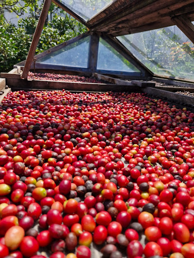 Bodega Los Berrazales