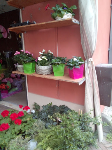 Il Bouquet - Visual