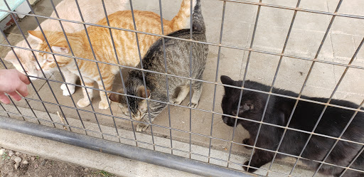 People For Pets