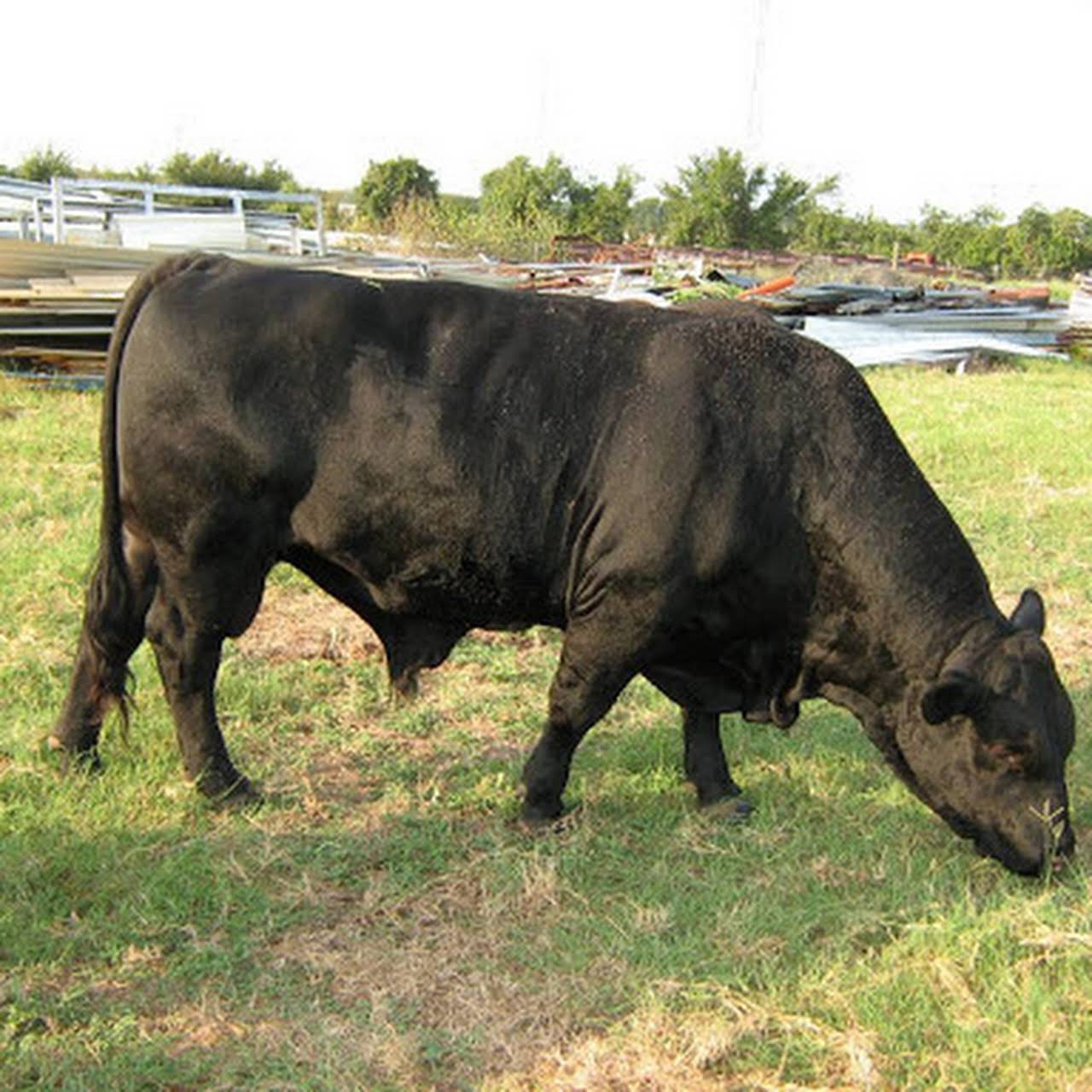 Black Angus Cattle for SaleDouble D Ranch Cattle Farm in Mansfield