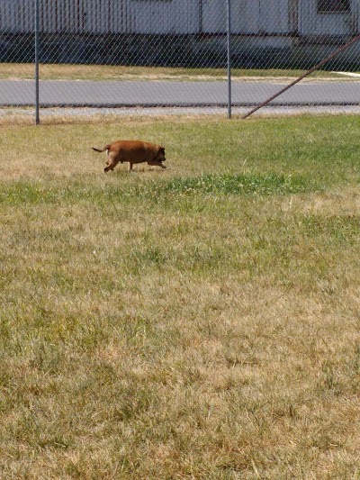 Milford Dog Park