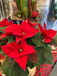 Photo n°73 de Monceau Fleurs à Vitry-sur-Seine (Boutique de cadeaux)