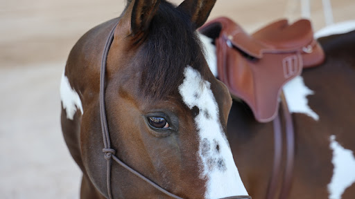 Pension chevaux élevage du médoc