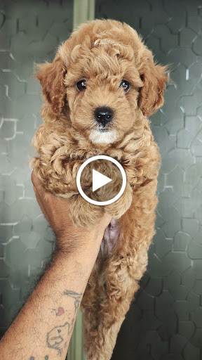 Toy poodle male puppy post image