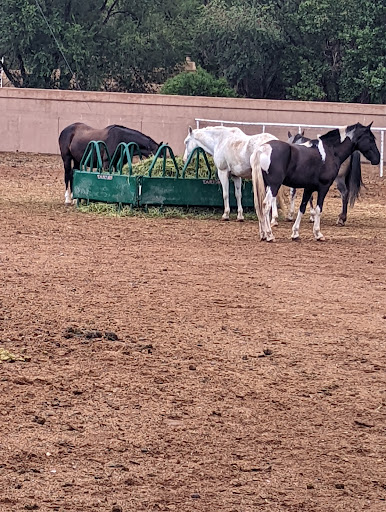 Trail Rides at Running Horse Ranch - Thumbnail