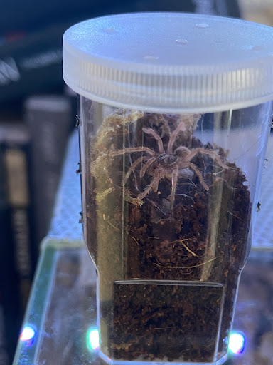 Spider Maniacs - Thumbnail