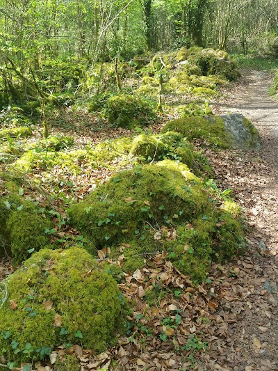 Photos of Dromore Woods trailhead