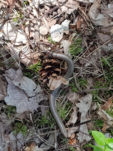 Hooge Heide (Bergherbos) - Thumbnail