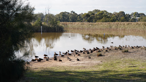 Seaford Wetlands Viewing Platform - Thumbnail