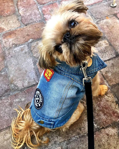 Surry Hills Puppy School by The Dog Sessions - Thumbnail