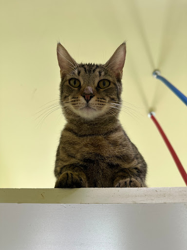 Palmetto Animal League Adoption Center Gallery - United States