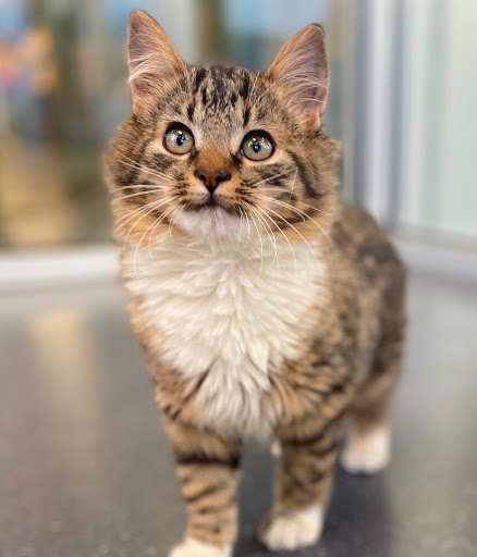 HSNT Keller Regional Adoption Center