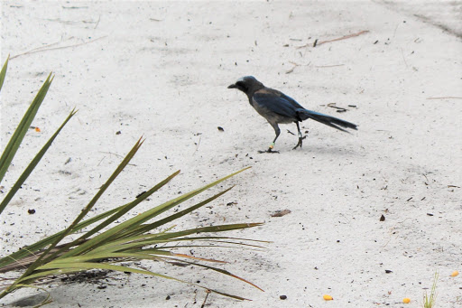 Lake Wales Ridge Wildlife and Environmental Area - Royce Gallery - United States