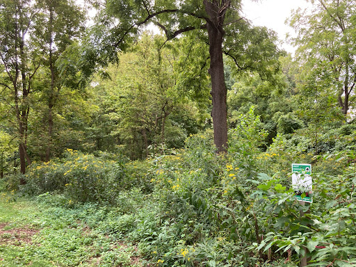 Norwood Park Meadow