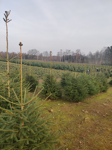 Norregårdens Fågelfrö / Julgranar - Thumbnail