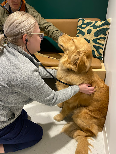 Scout Veterinary Care - Thumbnail